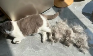 猫咪严重掉毛是为什么呢
