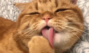 猫咪舌头可以向下卷起来吗