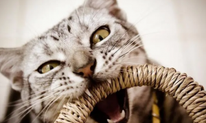 为什么猫咪疯狂咬东西不吃