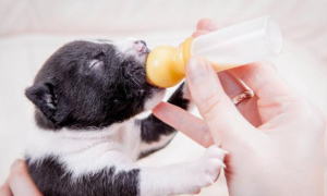 为什么狗狗不能喝奶粉