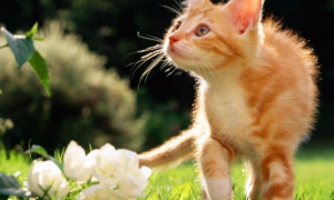 为什么猫咪喜欢花草呢