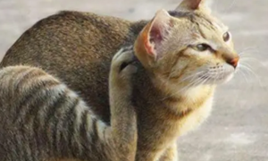 猫咪为什么喜欢抓痒痒