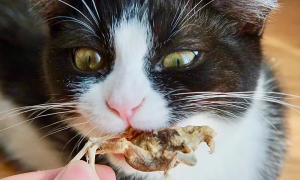 两个月猫能吃鹌鹑干吗