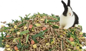 兔子主食是兔粮还是草