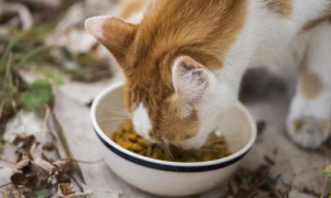 如何防止猫偷吃狗粮的方法