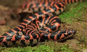 红黑相间的蛇有几种