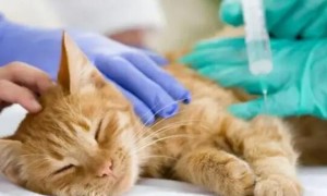 猫的传染病有哪些症状