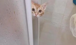 洗澡为什么猫咪蹲门口呢