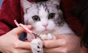 猫咪为什么不想剪指甲了怎么回事