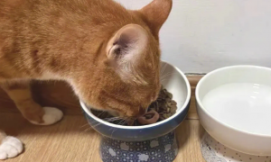 猫咪为什么可以吃饭碗呢
