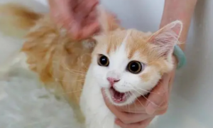 猫咪为什么洗完澡很油