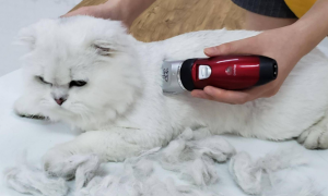 为什么猫咪会很掉毛呢