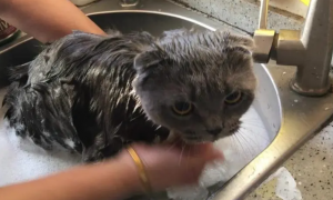 猫洗澡要注意什么