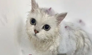猫咪洗澡很难为什么
