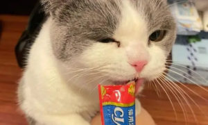 猫咪一次能吃几根猫条
