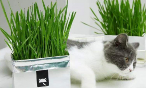 猫草对猫咪有什么作用