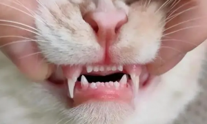 猫咪牙齿出血是因为什么