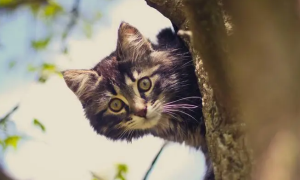 猫在树上不敢下来