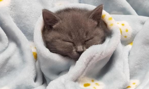 冬天猫咪为什么睡觉会冷呢