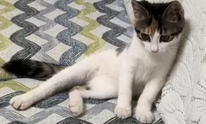 猫咪为什么会横瘫呢