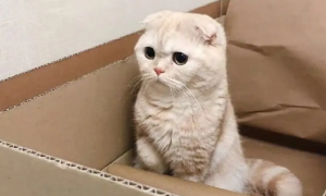 猫咪为什么要挤在纸盒里
