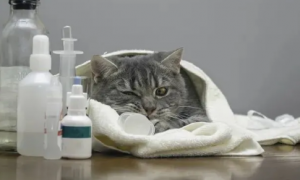 猫咪为什么会得脑炎呢