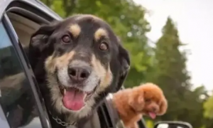 狗狗为什么坐车兴奋呢