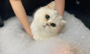 宠物猫能洗澡吗