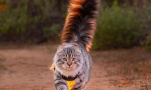 有的猫咪尾巴很大是为什么