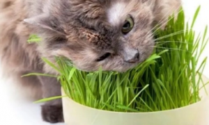 猫草是怎么用的