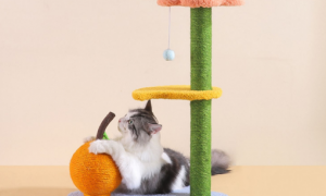 猫爬架可以当猫抓板嘛