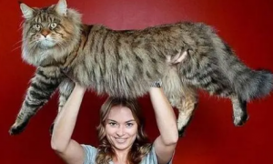 世界上最重的猫有多重