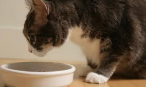猫咪为什么嘴巴越吃越好呢