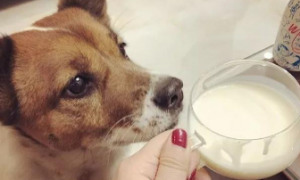 狗狗可以喝的酸奶牌子