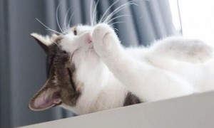 猫咪洗脸为什么咬爪子