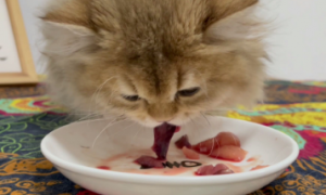 猫生产后可以吃鹌鹑吗