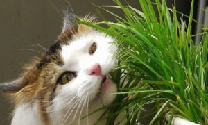 什么植物对猫无害