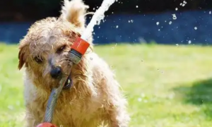 狗狗会用嘴玩水的原因
