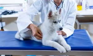 宠物临床医学好学吗