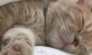 为什么猫咪绝育后喜欢睡觉的原因
