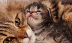 猫咪为什么爱叫妈妈的原因