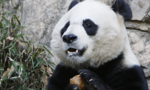 大熊猫美香什么时候回国