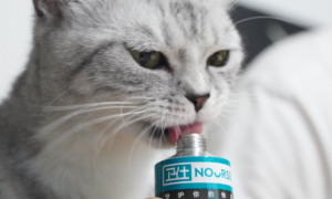 猫咪为什么爱用营养膏呢