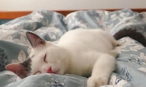 为什么猫咪冬天老睡觉呢