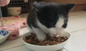 两个月猫可以吃鹌鹑吗