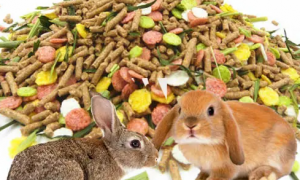 兔粮品牌排行榜