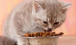 怎么才能让猫不喜欢狗粮和猫粮