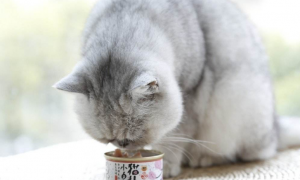 猫咪能不能吃罐头