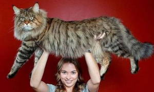 这是我见过世界上最大的猫