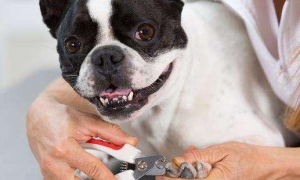 狗狗指甲为什么会剪掉呢